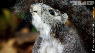 Squirrel Thief Steals Nut From Robotic Squirrel...but this isn't any normal nut!