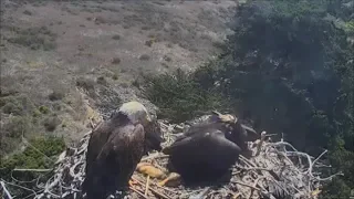 Sauces Bald Eagles- Parent Brings Dead Adult Fox To Nest