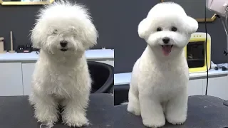 Change for Adorable dog! / Bichon Frise Grooming