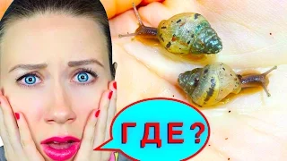 ПИТОМЕЦ ПРОПАЛ !!! ГДЕ МАЛЫШ УЛИТКИ ? | Elli Di Pets