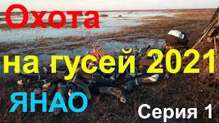 ОХОТА НА ГУСЕЙ 2021. Серия 1/Goose hunting 2021. Series 1