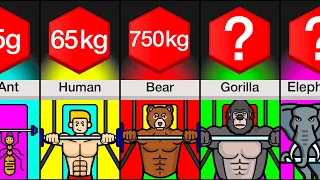 Comparison: How Much Can Animals Bench?