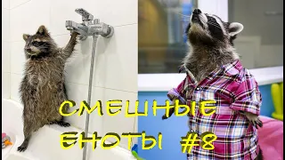 Cмешные ЕНОТЫ #8 / Приколы с ЕНОТАМИ 2020 / Funny Raccoons.