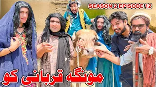 Monga Qurbai Ko || Khwakhi Engor Ghobal Season 2 Episode 12 By Charsadda Vines 2023 #trend