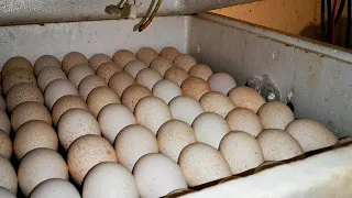 Индюшиное яйцо инкубация