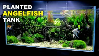 Aquascape Tutorial: Non co2 4ft Angelfish Aquarium (How To: Full Step By Step Guide, Planted Tank)