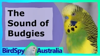 3 Hours of Budgies Chirping and Singing | BirdSpyAus