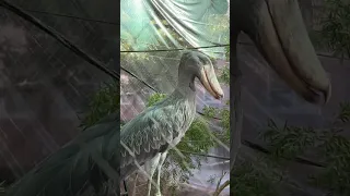 ASMR SHOEBILL STORK NOISES