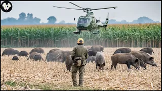 Incredible ! Millions Of Giant Wild Boars In Corn Fields Were Deal With By Russian Farmers
