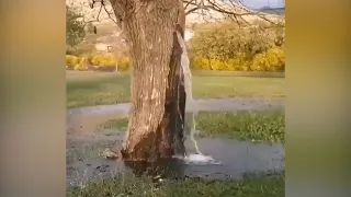 Spring in a tree in Dinoša, Montenegro