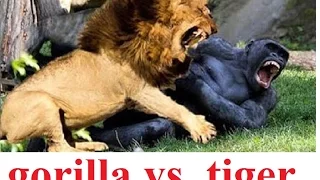 Горилла против тигра! СМЕРТЕЛЬНАЯ СХВАТКА! A terrible fight: lion vs gorilla