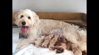 Ruby's Puppies - Day 1