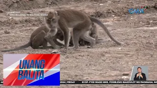 Mahigit 40 wild monkeys sa Barangay Sirao, dinarayo | UB