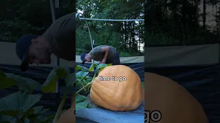 it protected her for a while 🎃💥 #pumpkin  #halloween #gardening #plants  #vegetables #mrsboombastic