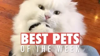 Best Pets of the Week | Funny Pet Videos 2020