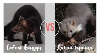 Домашний соболь vs дикая куница  добыть яицо...