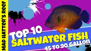 Top 10  Saltwater Fish for a 45 to 90 gallon aquarium