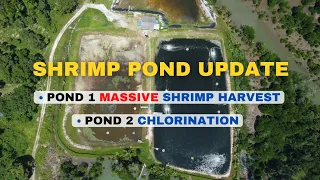 MASSIVE Shrimp Harvest & 100 KG Chlorination!