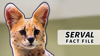 Serval Facts: the CAT with the LONGEST LEGS 🙀 | Animal Fact Files
