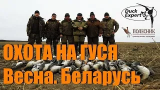 НЕЗАБЫВАЕМАЯ ГУСИНАЯ ОХОТА весна Беларусь. Нашествие гуся!