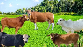 sapi'  jinak berkeliaran di ladang yang indah lagi cari makan bersama teman#29