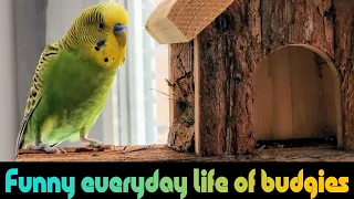 Funny everyday life of budgies / Веселые будни волнистых попугайчиков