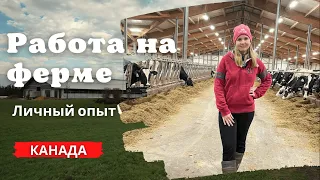 Работа в Канаде на ферме. Личный опыт