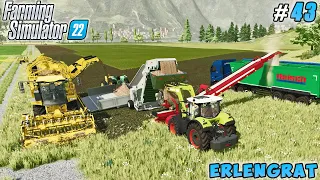 Harvesting & cutting sugar beets for sugar production | Erlengrat | Farming simulator 22 | ep #43