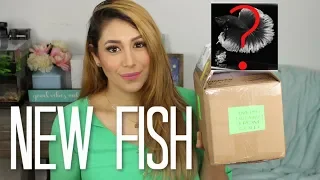 Unboxing my New Betta FIsh From INDONESIA