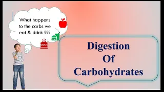 How are Carbohydrates digested?