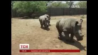 Дитячий будинок для носорогів відкрили у Південні Африці