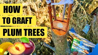 Grafting plums tree | Plum fruit Grafting | How to graft