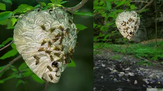 Be sure not to bump into the median wasp nest