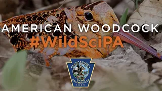 Woodcock #WildSciPA