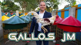 ENTREVISTA A GALLOS JM EL CUAL ES UN JOVEN LUCHADOR QUE HA PODIDO DESTACARSE EN EL GALLERISMOS.