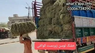 Alfalfa hay available in SadiqAbad (RYK) خشک لوسن کا ٹرک منگوا لیا