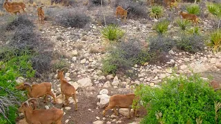 Barbary Sheep in the Guadalupe Mountains of Texas