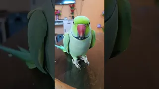 parrot Talking #Mitthu A mitthu cute 🥰 Clear voice #talking ringneck #parrot bolne wala Mitthua 😍