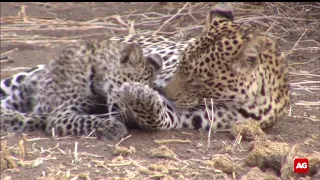 Leopard cub and mom