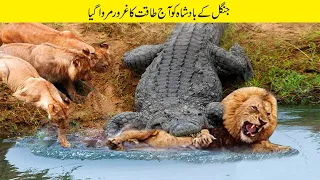 شیر بمقابلہ مگرمچھ کے درمیان انتہائی خطرناک لڑائیاں | Dangerous Fights Between Lion vs Crocodile