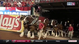 Budweiser Clydesdales carry on Cardinals tradition