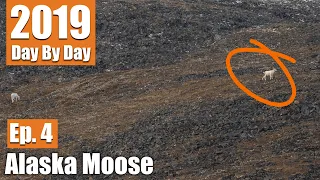 Moose Hunt Turned Sheep Hunt | 2019 Alaska Moose (Ep. 4)