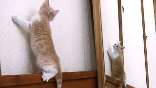 The kitten playing with toys while bouncing around was too cute.