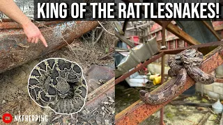 Flipping Tin in Search of the Worlds Largest Rattlesnake Species! Georgia Herping Spring 2023