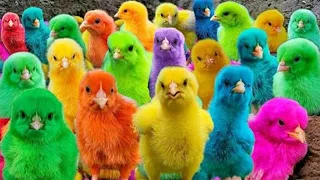 World Cute Chickens, Colorful Chickens, Rainbows Chickens, Cute Ducks, Cat, Rabbits,Cute Animals🐤🐣🪿🐟