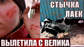 Я РАЗБИЛАСЬ. Две РЕЛ лайки чуть не подрались👀 Велопрогулка с лайкой Бертой и Ричи с Найдой