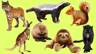 Животные для детей часть 4 | Дикие Животные | Учим названия и звуки Животных
