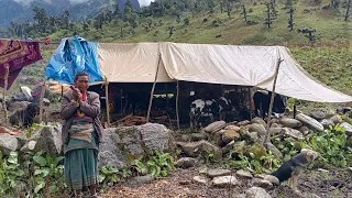 Primitive Rural Village | Chapter 56 | Pure🌿Himalayan Life of Nepal | Organic Nomadic Shepherd Life.