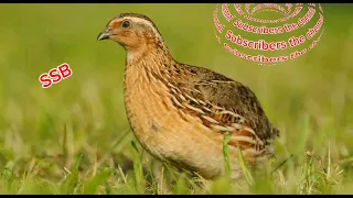 batair awaz rat kliye,quail sound for hunting