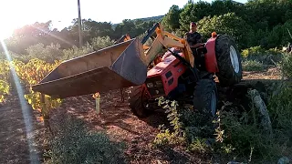 Arrancando tronconeras pa leña, ahora es cuando más hay que correr que el otoño ya está aquí